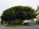 Tree on Marco Island * Tree on Marco Island * 2272 x 1704 * (3.56MB)