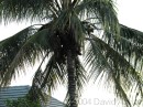 Palm Tree * Palm Tree * 2272 x 1704 * (3.29MB)