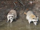 Raccoons * The reccoons don't seem to be too concerned about alligators. * 2272 x 1704 * (2.16MB)