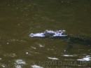Alligator * Is it just me, or is this alligator thinking about lunch * 2272 x 1704 * (2.35MB)