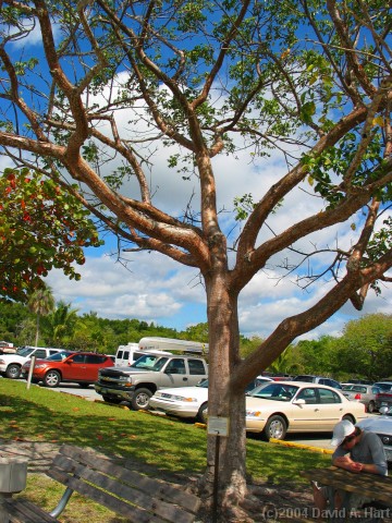 Click for the original image