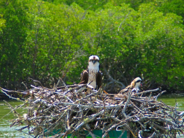 Click for the original image