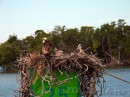 Osprey Nest * Osprey Nest * 2272 x 1704 * (2.91MB)