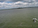 Dolphins * They swam in front of the boat for short while before moving out of the channel after fish. * 2272 x 1704 * (1.7MB)