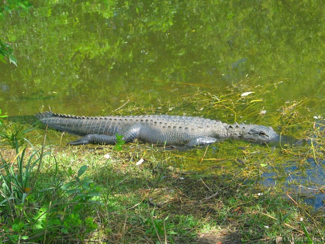 Click for the original image