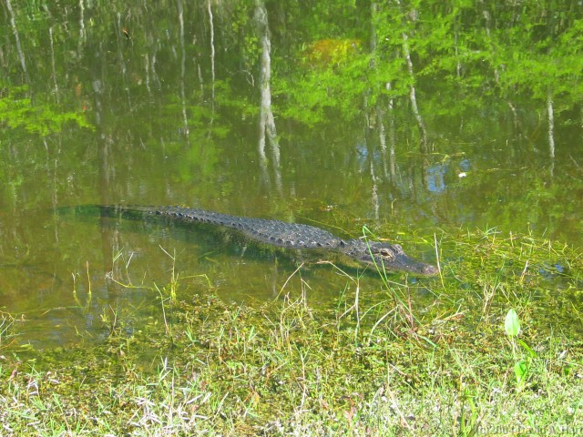 Click for the original image