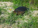 Turtle * Turtle * 2272 x 1704 * (3.69MB)