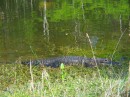 Alligator * Alligator * 2272 x 1704 * (3.7MB)