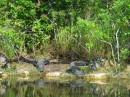 Alligators sunning themselves * Alligators sunning themselves * 2272 x 1704 * (4.52MB)