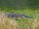 Alligator * Alligator * 2272 x 1704 * (3.55MB)