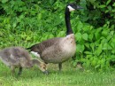 Spring Geese * Goose and gosling * 2272 x 1704 * (2.18MB)