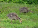 Spring Geese * Goslings * 2272 x 1704 * (2.31MB)