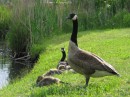 Spring Geese * Geese * 2272 x 1704 * (2.11MB)