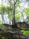 Flume Gorge * Tree growing out of the rock walls * 1704 x 2272 * (2.72MB)