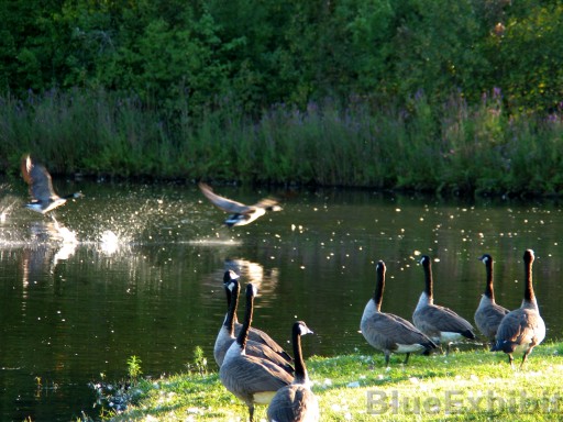 Click for the original image