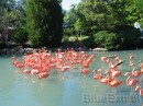 Flamingos6 * 2272 x 1704 * (2.31MB)
