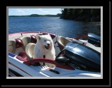 Guin&Boat2 * Anyone up for a boat ride..... * Anyone up for a boat ride..... * 2272 x 1704 * (1.71MB)